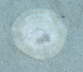 sanddollar
