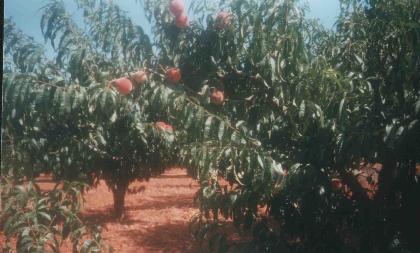 pfirsich.jpg (85718 bytes)