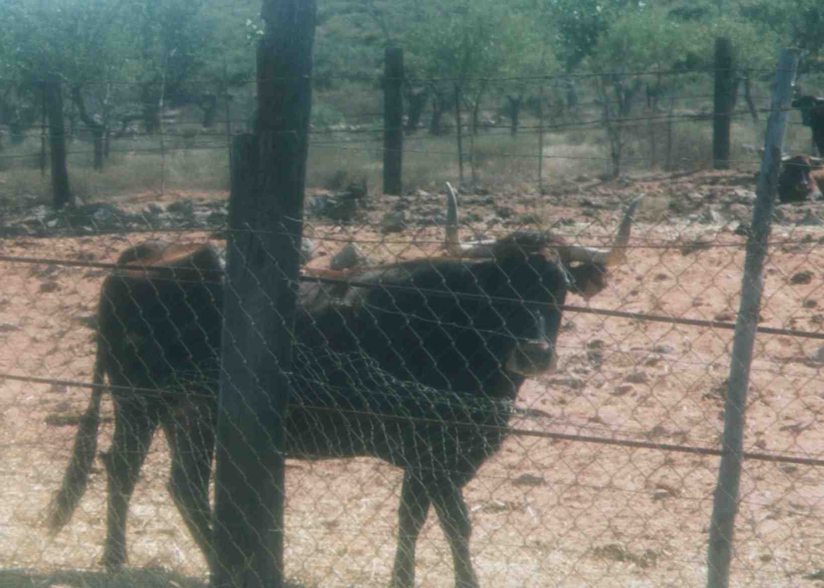 torro.jpg (85274 bytes)